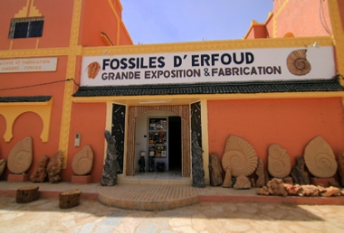 Fossils Wholesale - Fossils Sale - Morocco Fossils