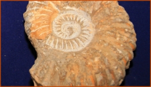 Fossils Erfoud in Morocco,marble fossils,quality products ,Achour fossils