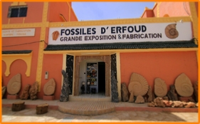 Fossils Erfoud, Morocco