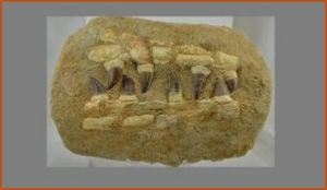 Fossils Erfoud in Morocco,marble fossils,quality products ,Achour fossils