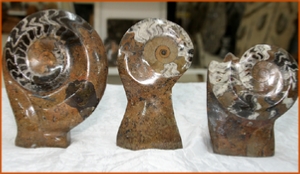 Fossils Erfoud in Morocco,marble fossils,quality products ,Achour fossils