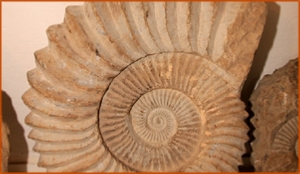 Fossils Erfoud in Morocco,marble fossils,quality products ,Achour fossils