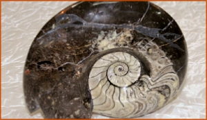 Fossils Erfoud in Morocco,marble fossils,quality products ,Achour fossils