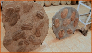 Fossils Erfoud in Morocco,marble fossils,quality products ,Achour fossils