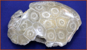 Fossils Erfoud in Morocco,marble fossils,quality products ,Achour fossils