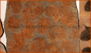 Fossils Erfoud in Morocco,marble fossils,quality products ,Achour fossils