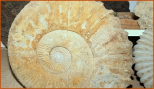 Fossils Erfoud in Morocco,marble fossils,quality products ,Achour fossils