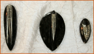 Fossils Erfoud in Morocco,marble fossils,quality products ,Achour fossils