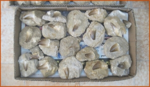 Fossils Erfoud in Morocco,marble fossils,quality products ,Achour fossils