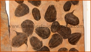 Fossils Erfoud in Morocco,marble fossils,quality products ,Achour fossils