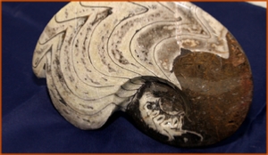 Fossils Erfoud in Morocco,marble fossils,quality products ,Achour fossils