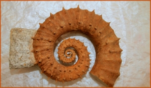 Fossils Erfoud in Morocco,marble fossils,quality products ,Achour fossils