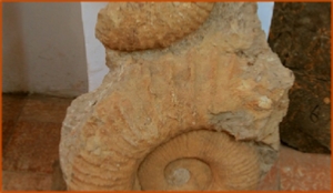 Fossils Erfoud in Morocco,marble fossils,quality products ,Achour fossils