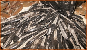 Fossils Erfoud in Morocco,marble fossils,quality products ,Achour fossils