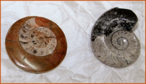 Fossils Erfoud in Morocco,marble fossils,quality products ,Achour fossils