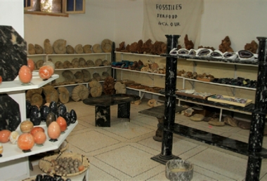 Fossils Wholesale - Fossils Sale - Morocco Fossils
