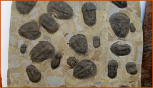 Fossils Erfoud in Morocco,marble fossils,quality products ,Achour fossils