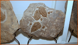 Fossils Erfoud in Morocco,marble fossils,quality products ,Achour fossils