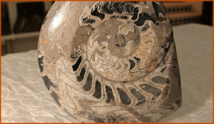 Fossils Erfoud in Morocco,marble fossils,quality products ,Achour fossils